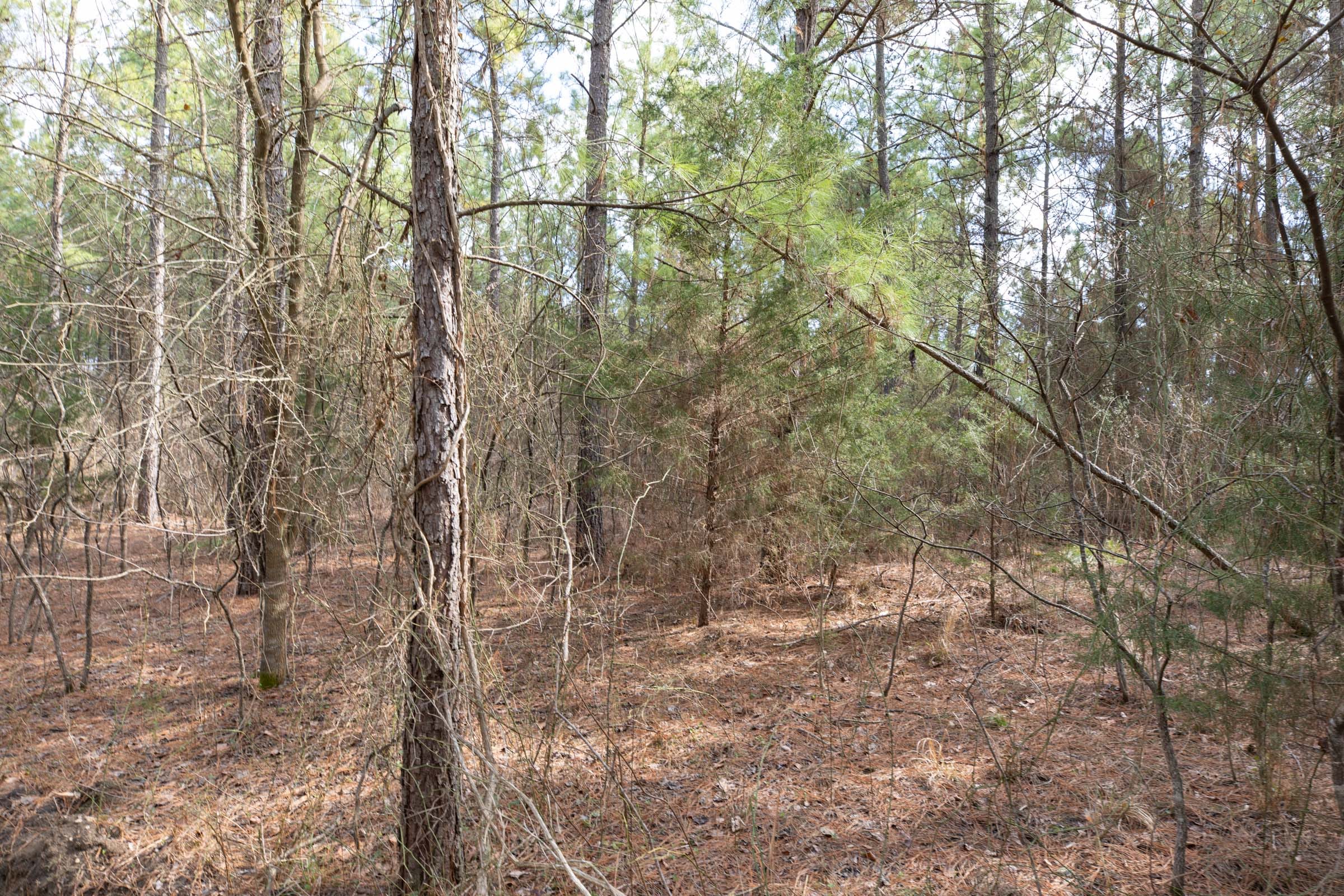 Wishing Star Ranch Tract 62 photo 15