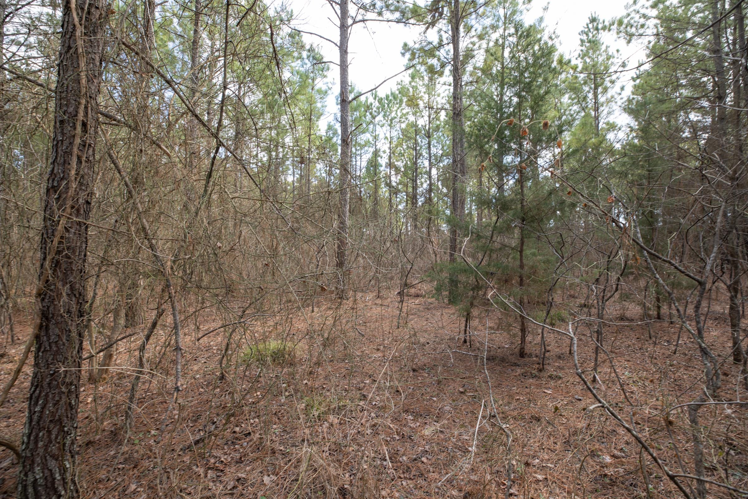 Wishing Star Ranch Tract 62 photo 18