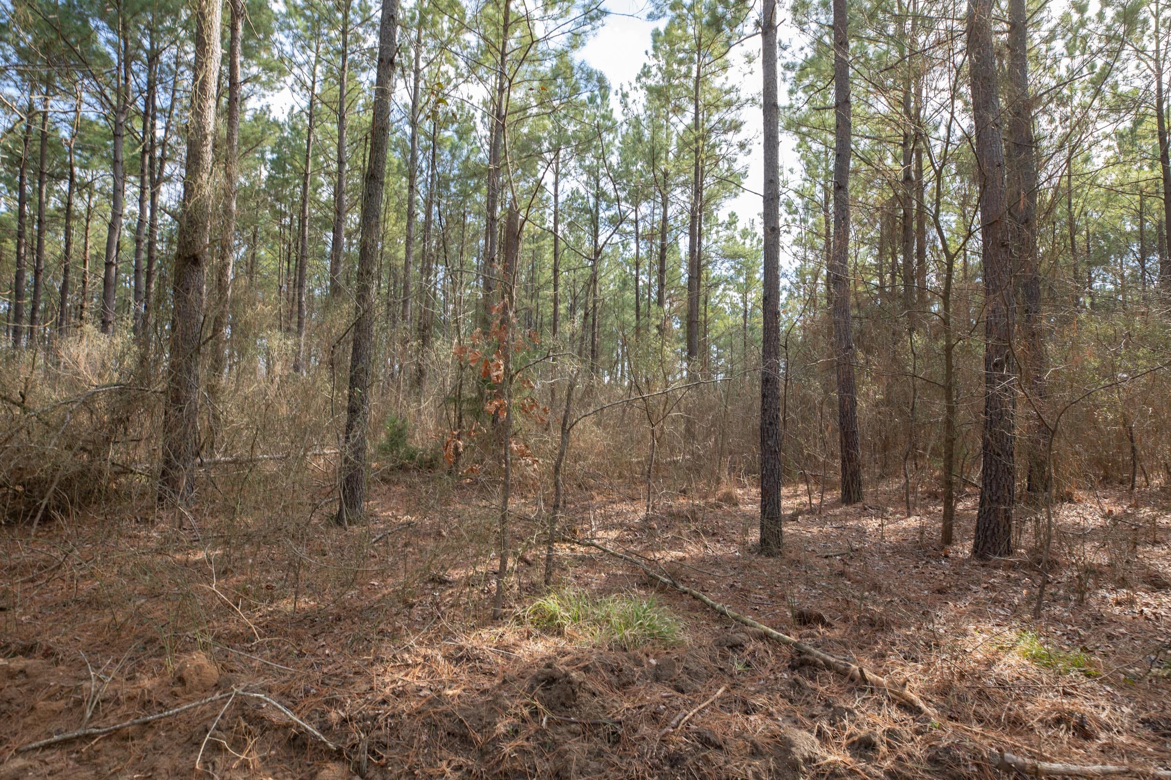 Wishing Star Ranch Tract 62 photo 20