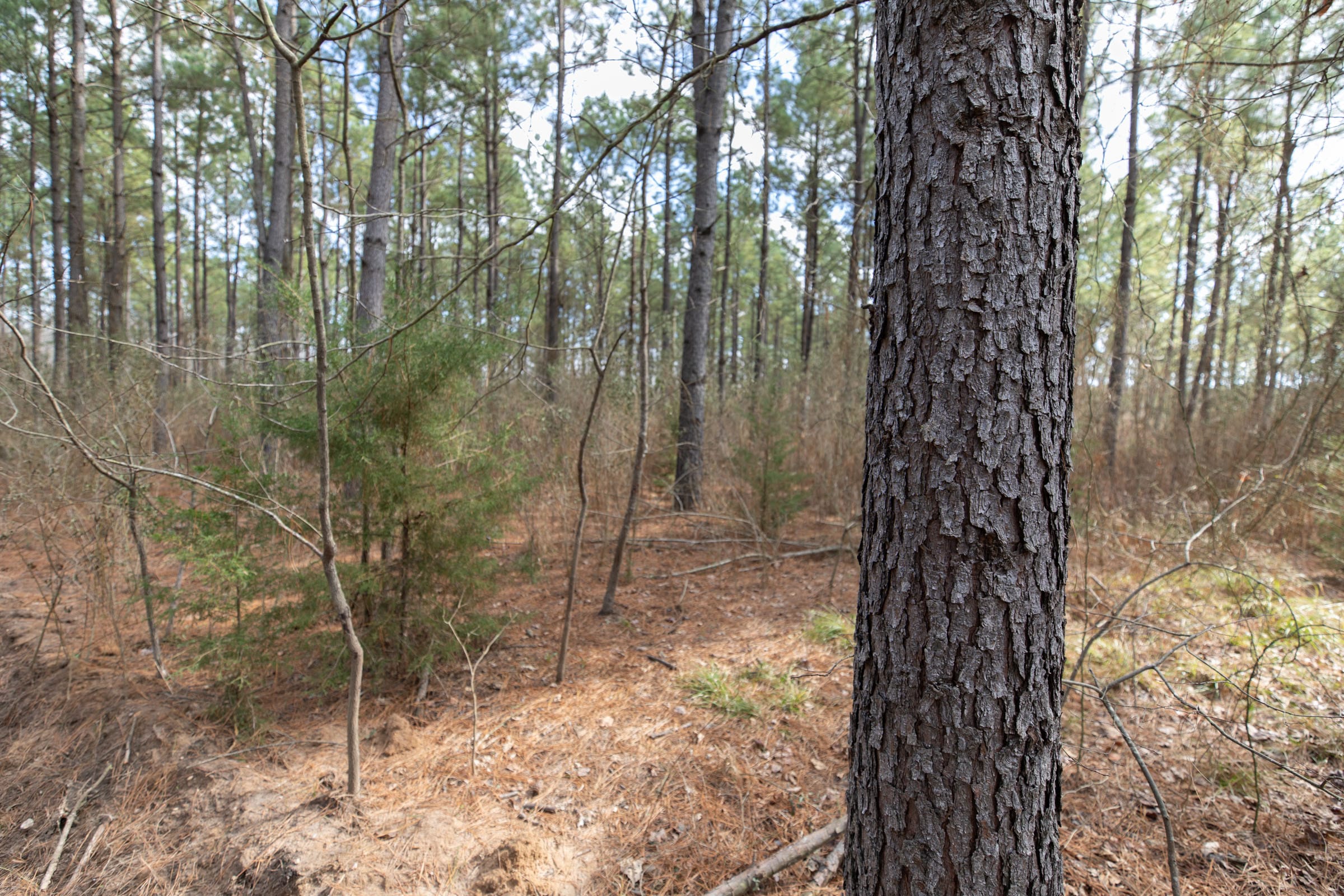 Wishing Star Ranch Tract 62 photo 21
