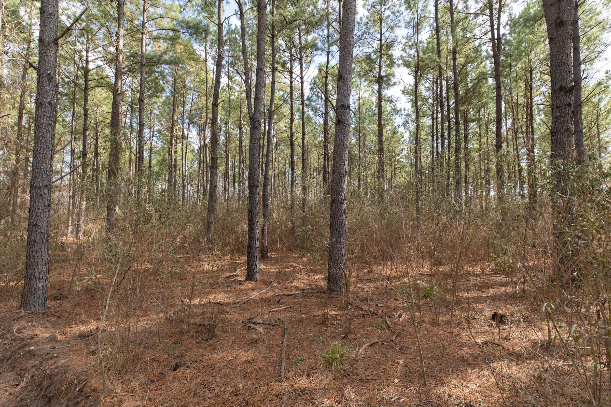 Wishing Star Ranch Tract 62 photo 22