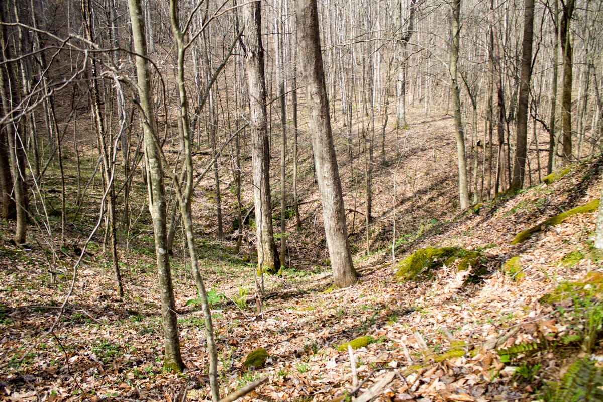 Chestnut Oak Ridge Tract 22 photo 2