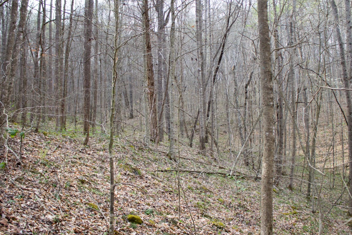 Chestnut Oak Ridge Tract 22 photo 3