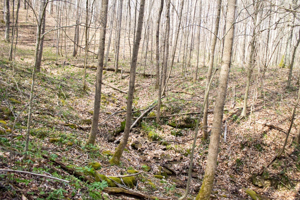 Chestnut Oak Ridge Tract 22 photo 6