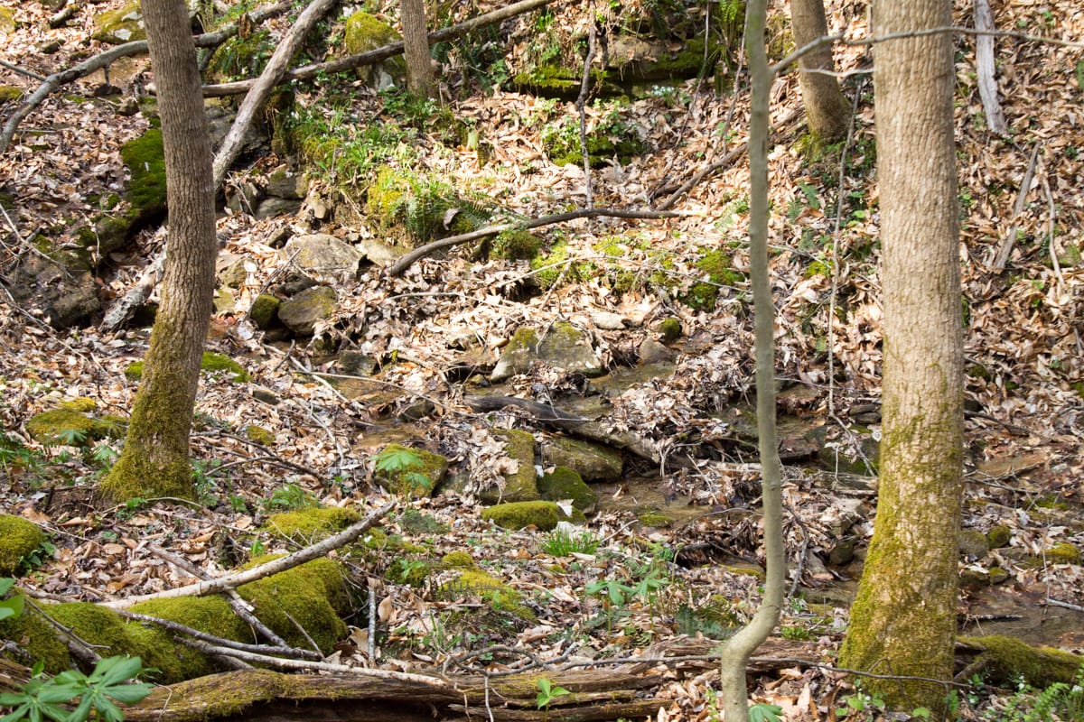 Chestnut Oak Ridge Tract 22 photo 7