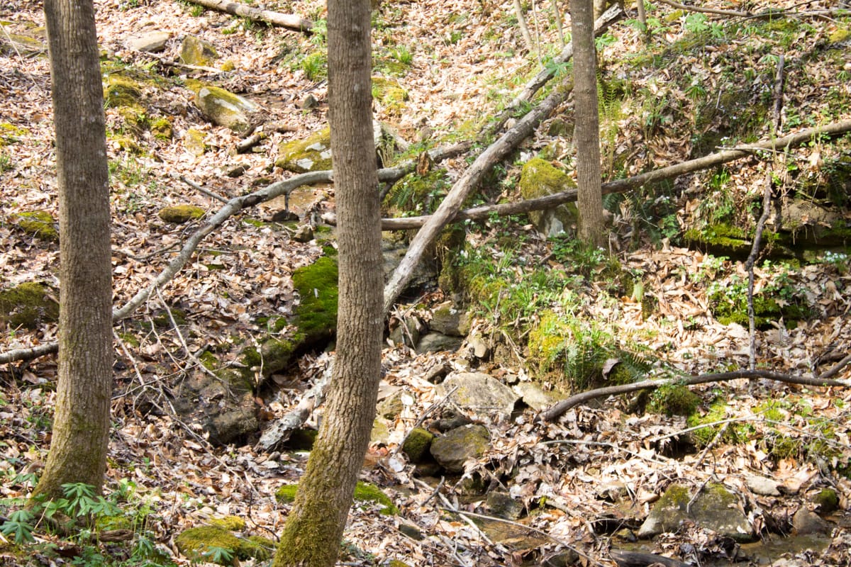 Chestnut Oak Ridge Tract 22 photo 8