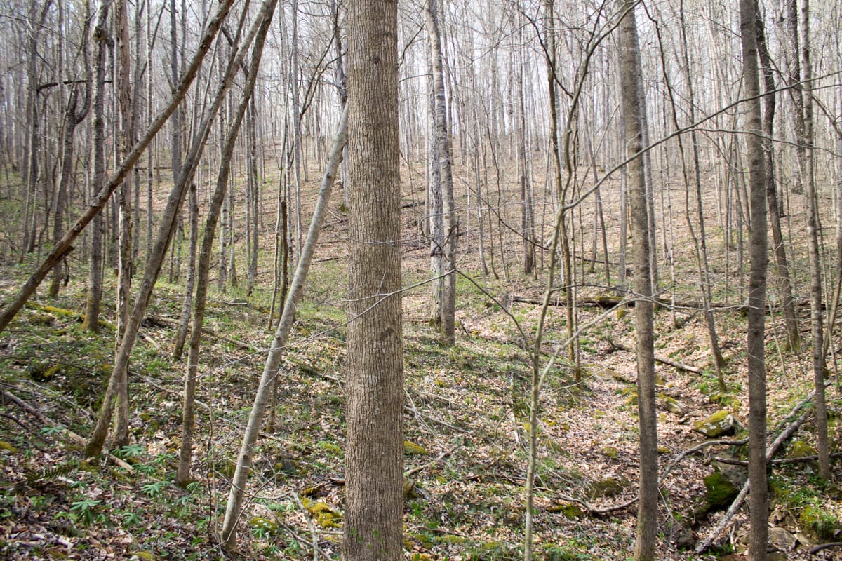 Chestnut Oak Ridge Tract 22 photo 9