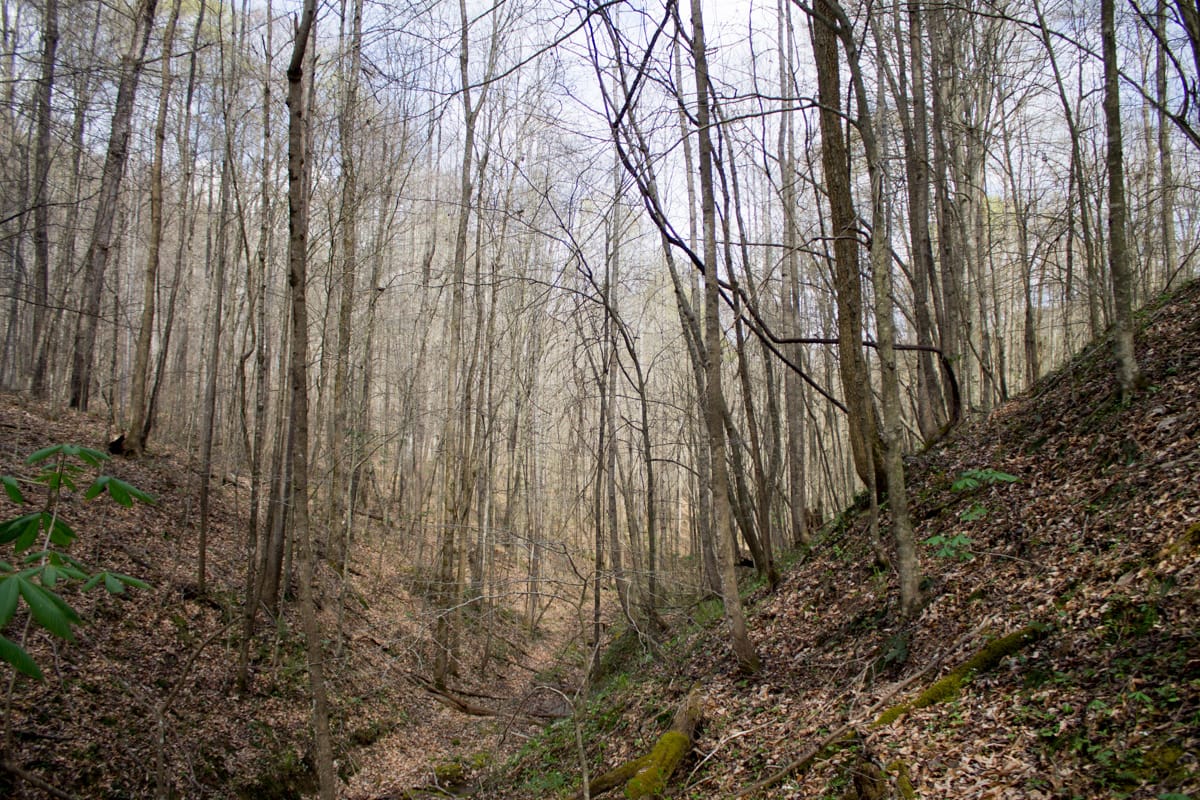 Chestnut Oak Ridge Tract 22 photo 10