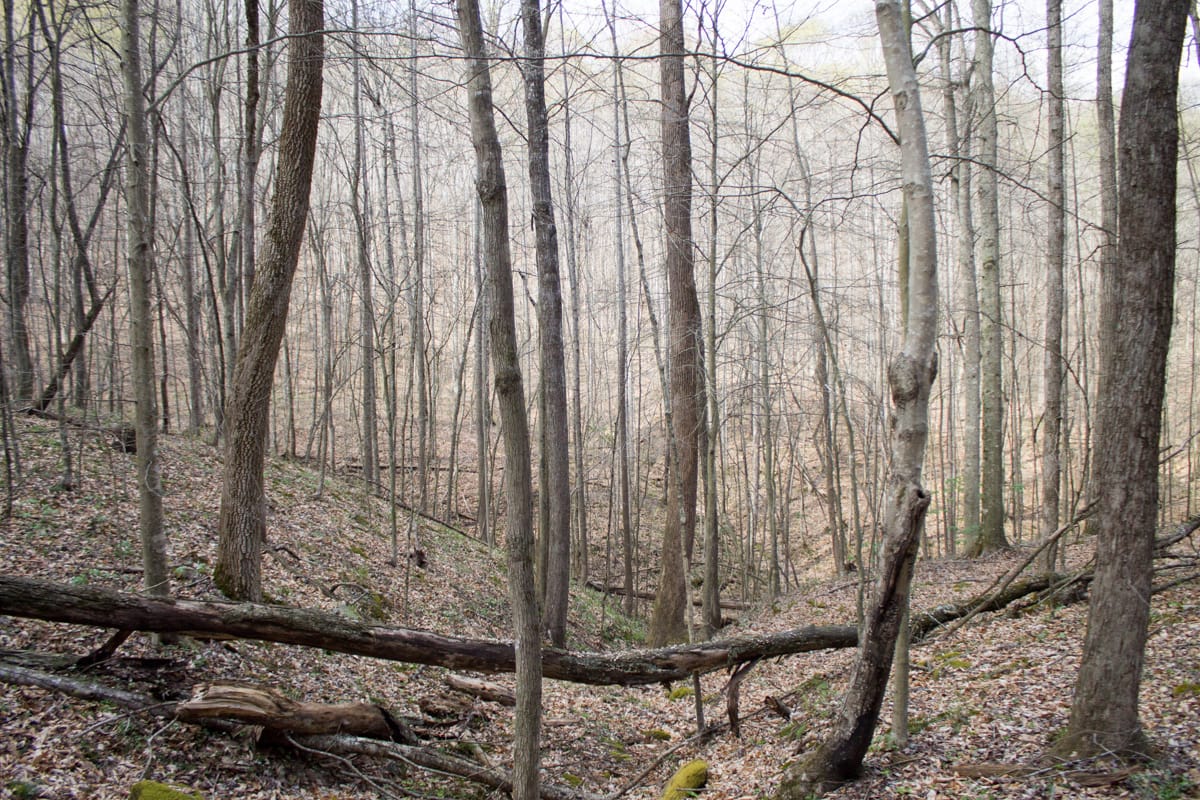 Chestnut Oak Ridge Tract 22 photo 11