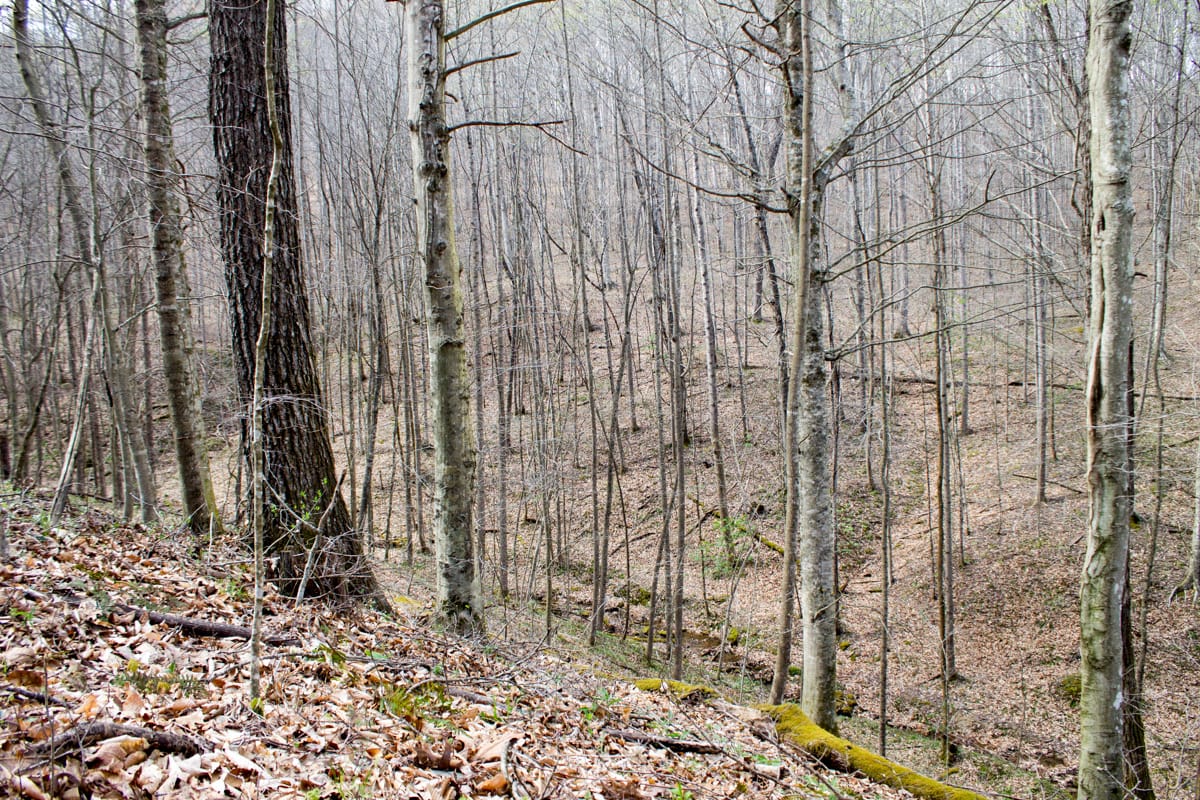 Chestnut Oak Ridge Tract 22 photo 12
