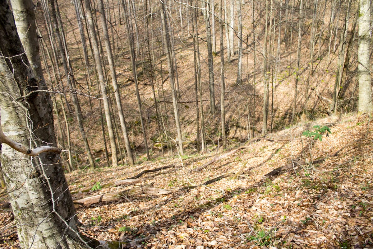 Chestnut Oak Ridge Tract 22 photo 13