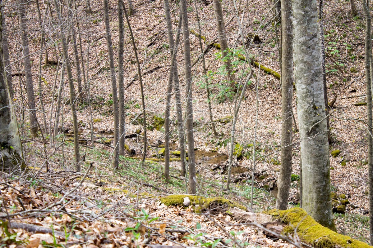 Chestnut Oak Ridge Tract 22 photo 14