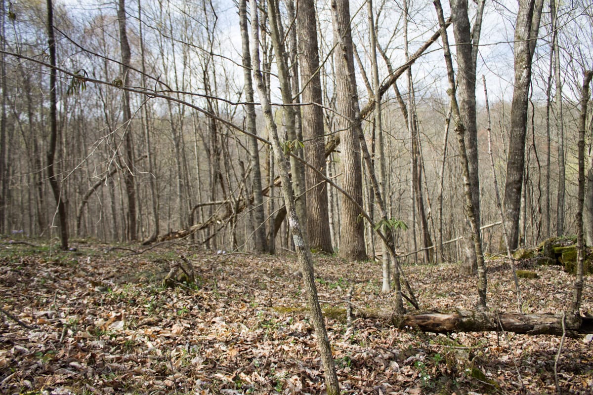 Chestnut Oak Ridge Tract 22 photo 15
