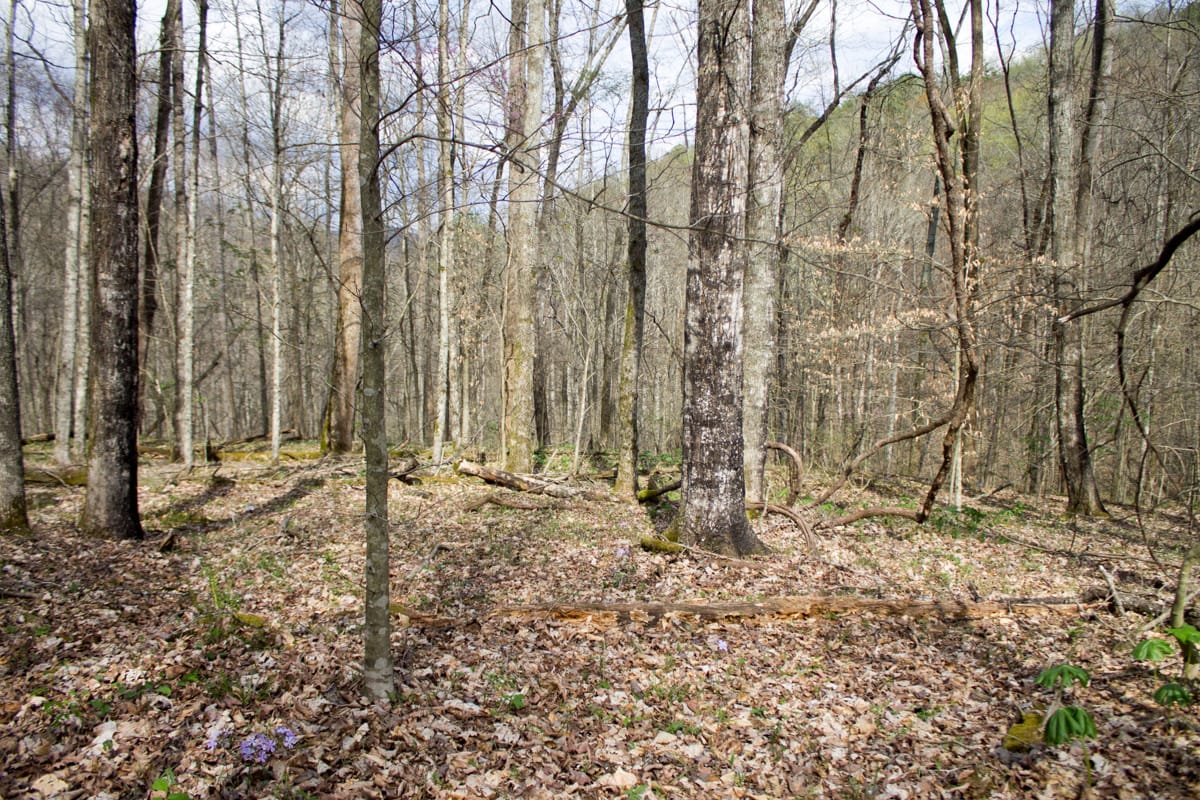 Chestnut Oak Ridge Tract 22 photo 16