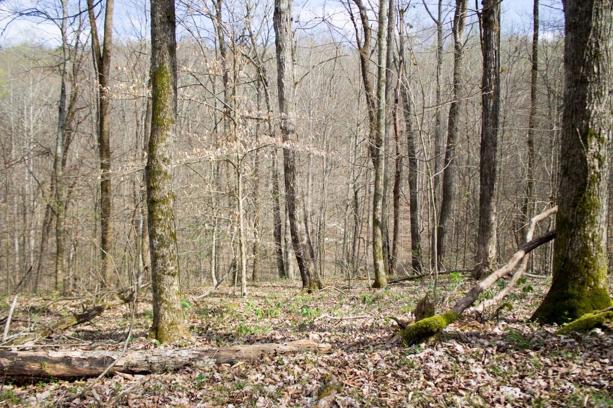 Chestnut Oak Ridge Tract 22 photo 18