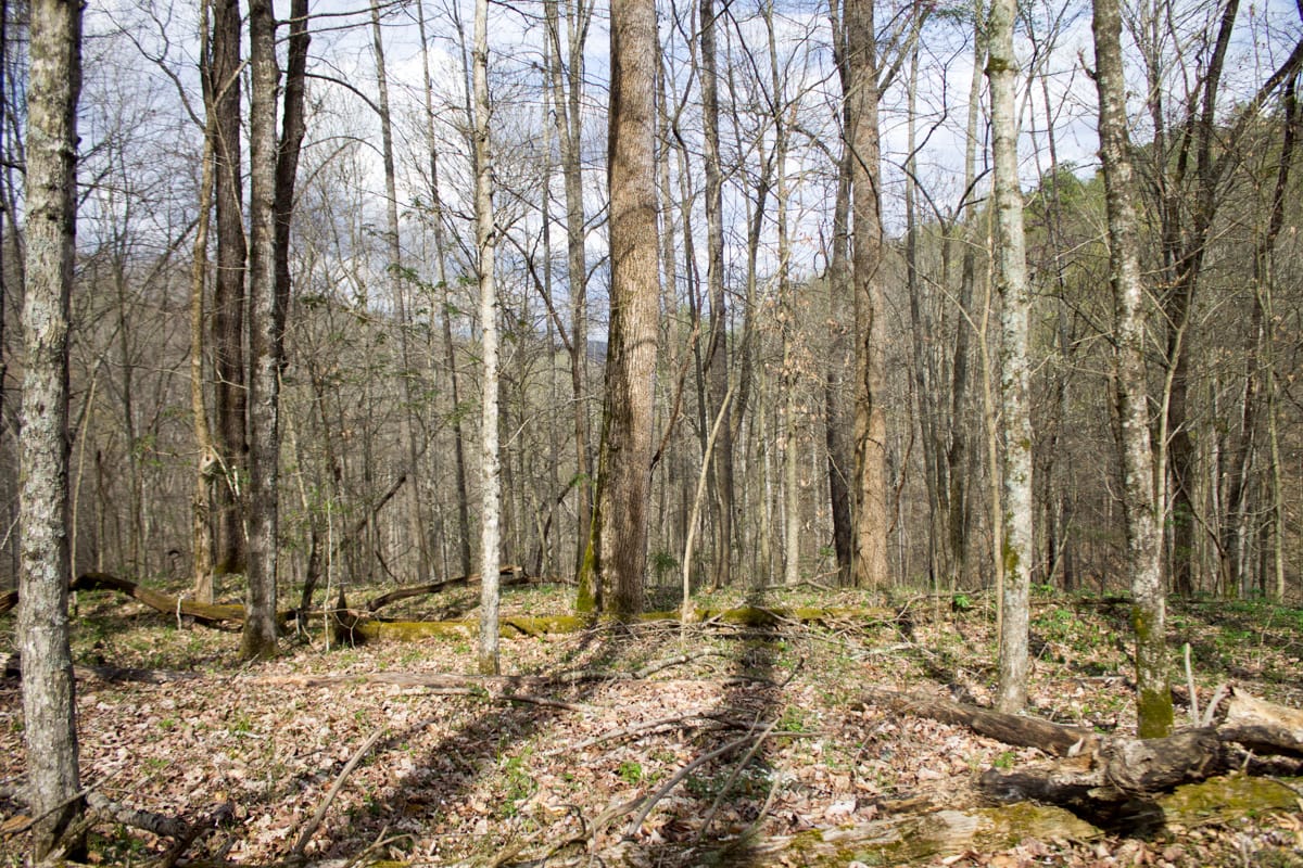Chestnut Oak Ridge Tract 22 photo 19