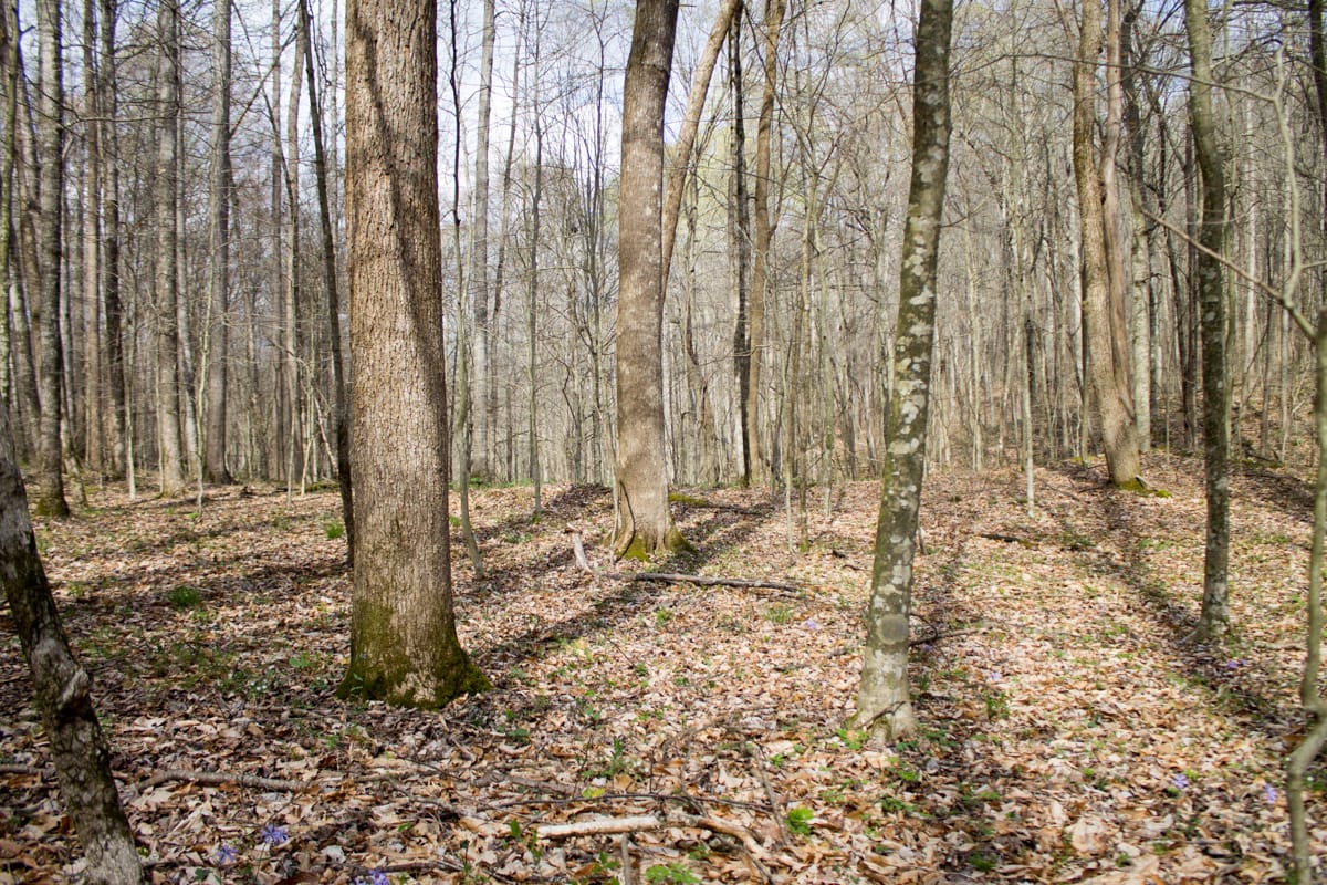 Chestnut Oak Ridge Tract 22 photo 20