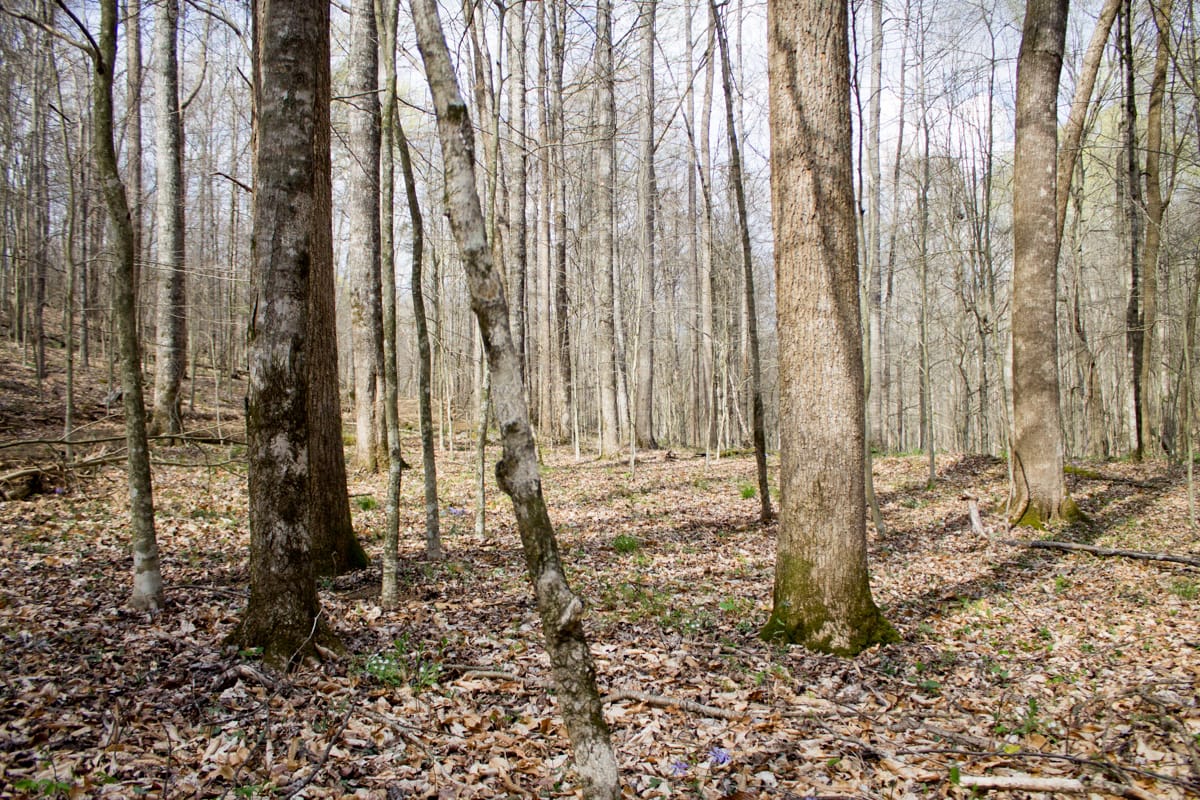 Chestnut Oak Ridge Tract 22 photo 21
