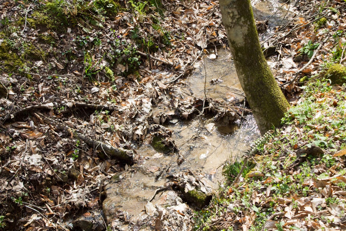 Chestnut Oak Ridge Tract 22 photo 24