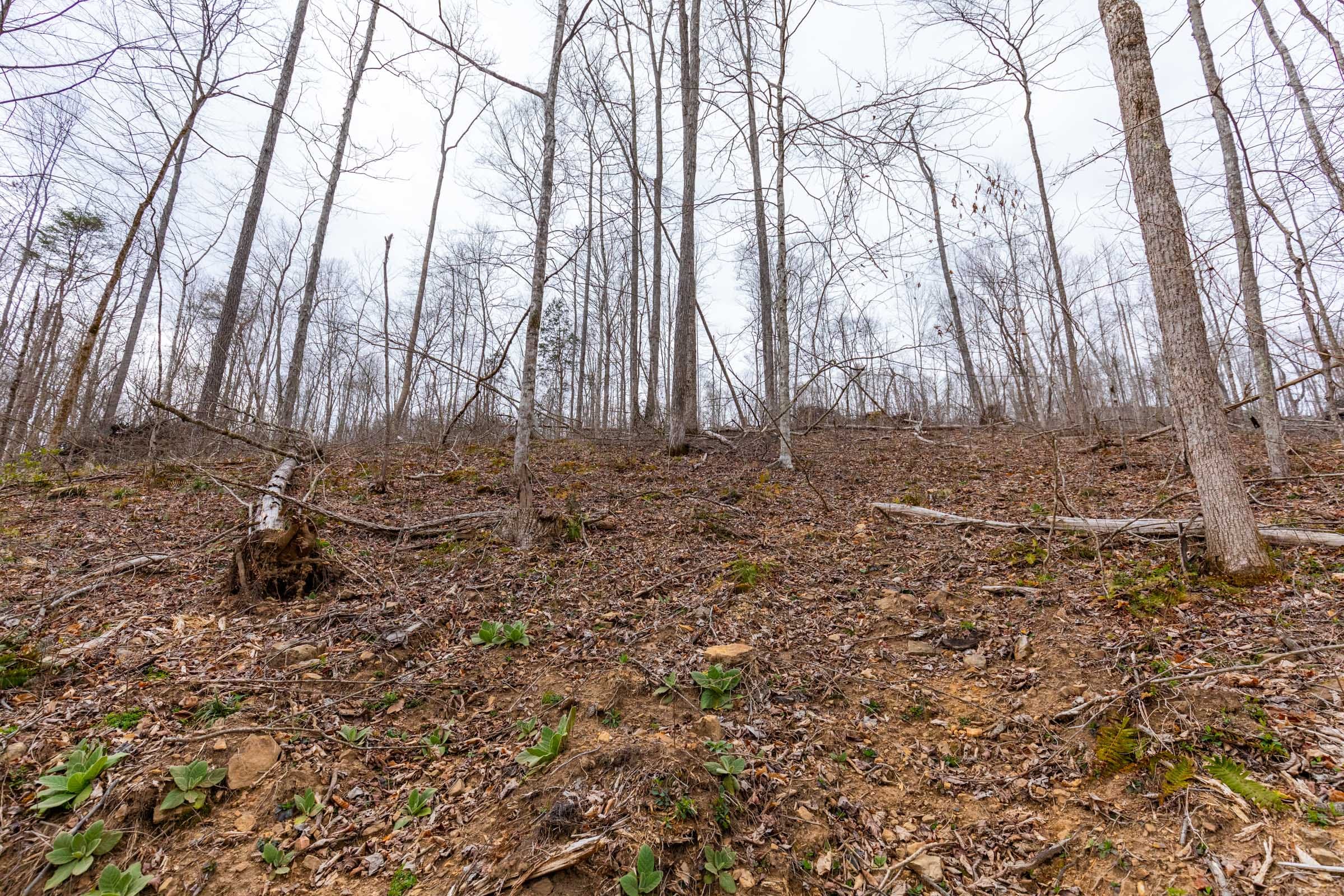 Creek Hollow Phase I Tract 14 photo 3
