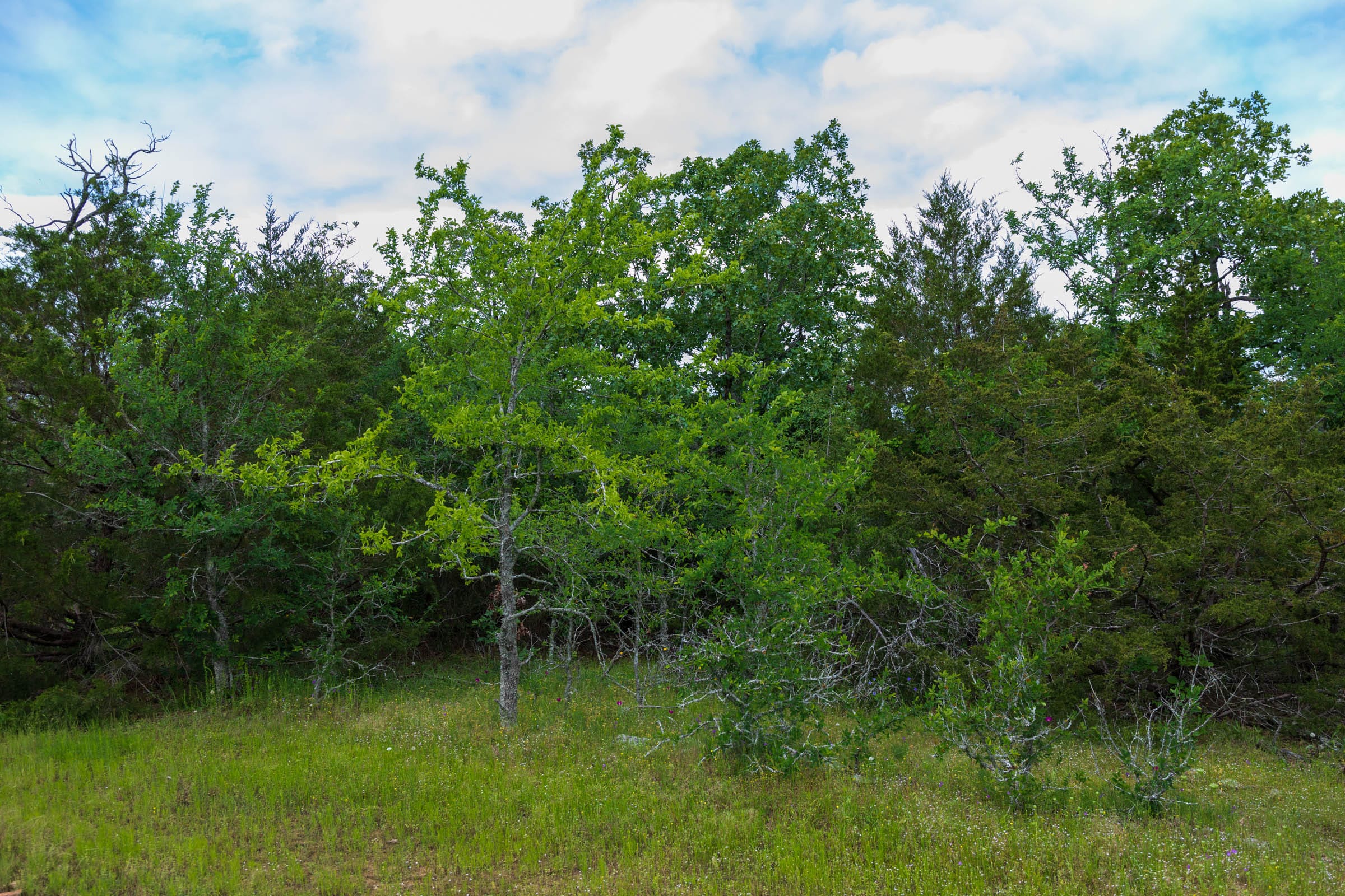 Falcon Crest Tract 29 photo 5