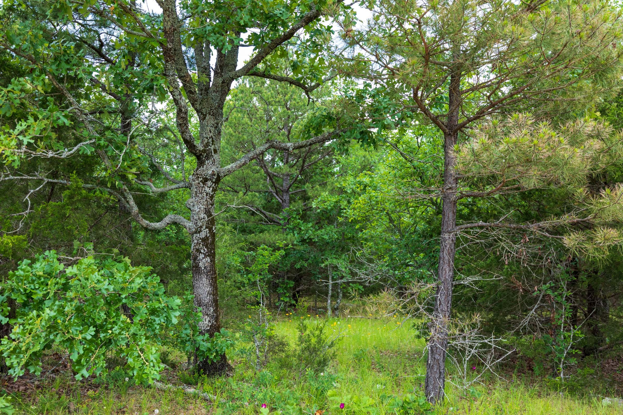 Falcon Crest Tract 29 photo 6