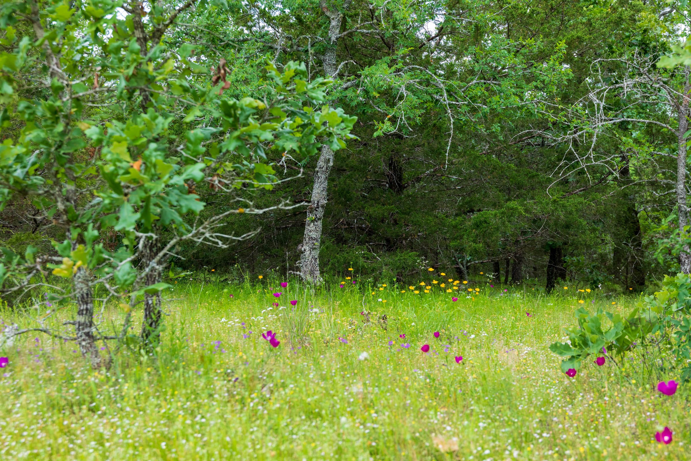 Falcon Crest Tract 29 photo 9