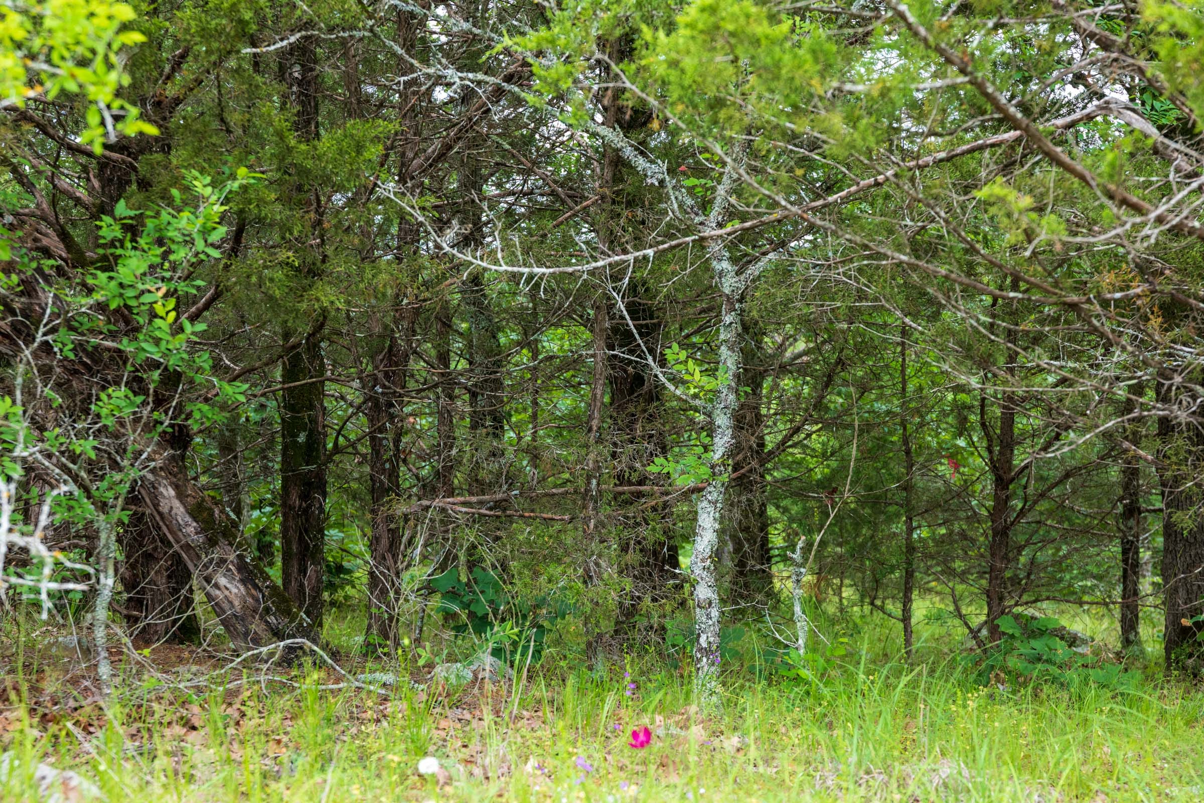 Falcon Crest Tract 29 photo 13