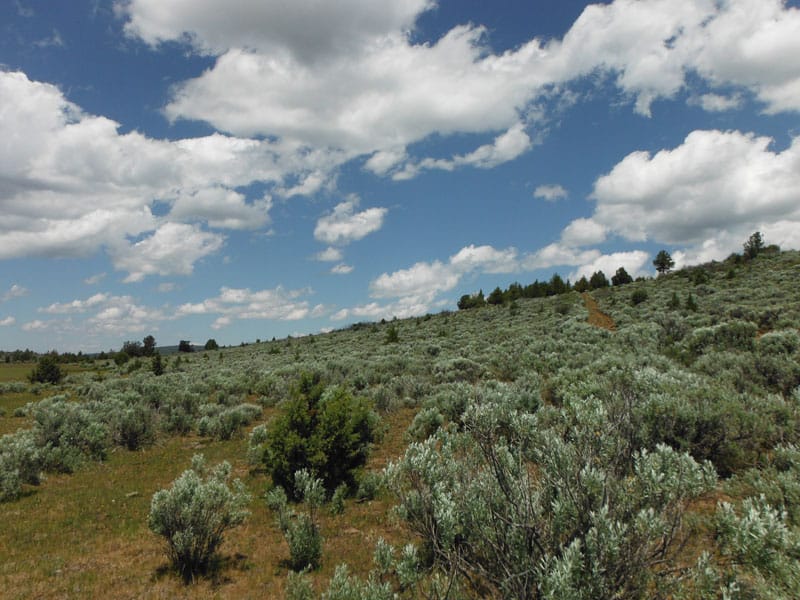 Moon Valley Ranch Tract 18 photo 7