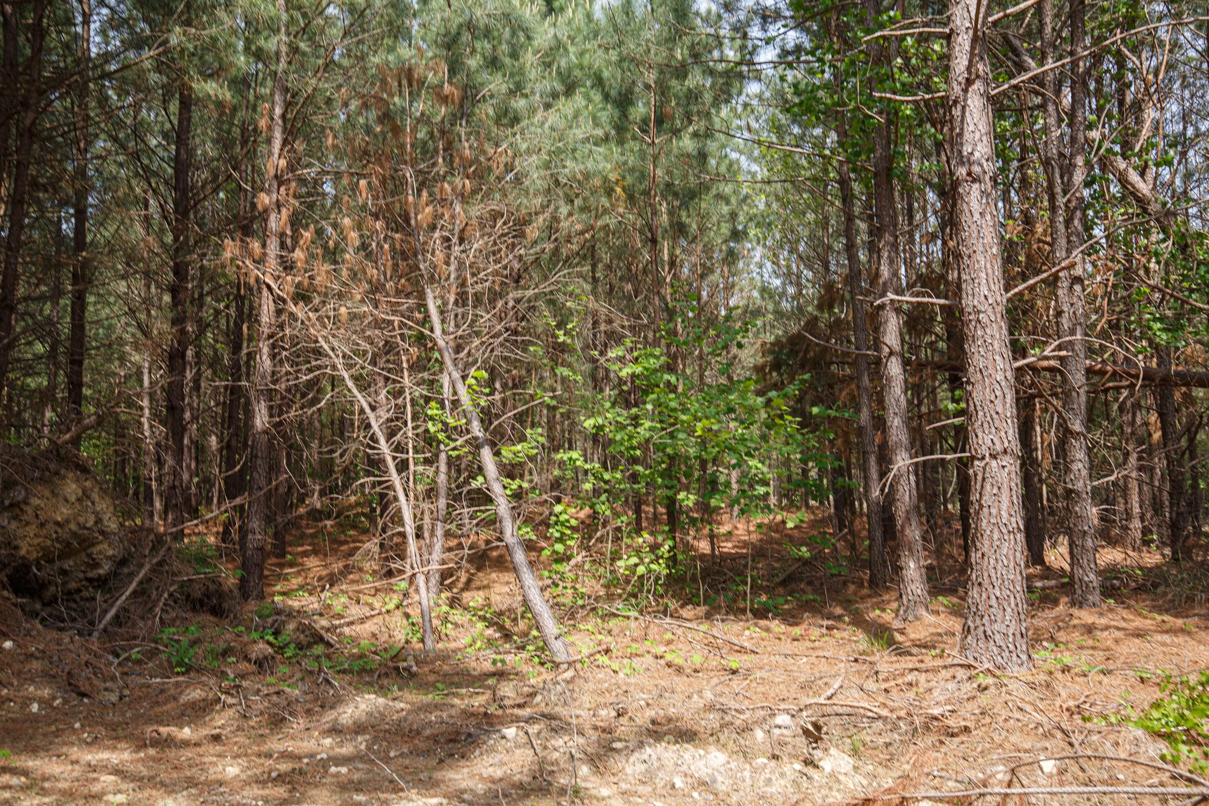 Red Barn Ranch Tract 6 photo 2