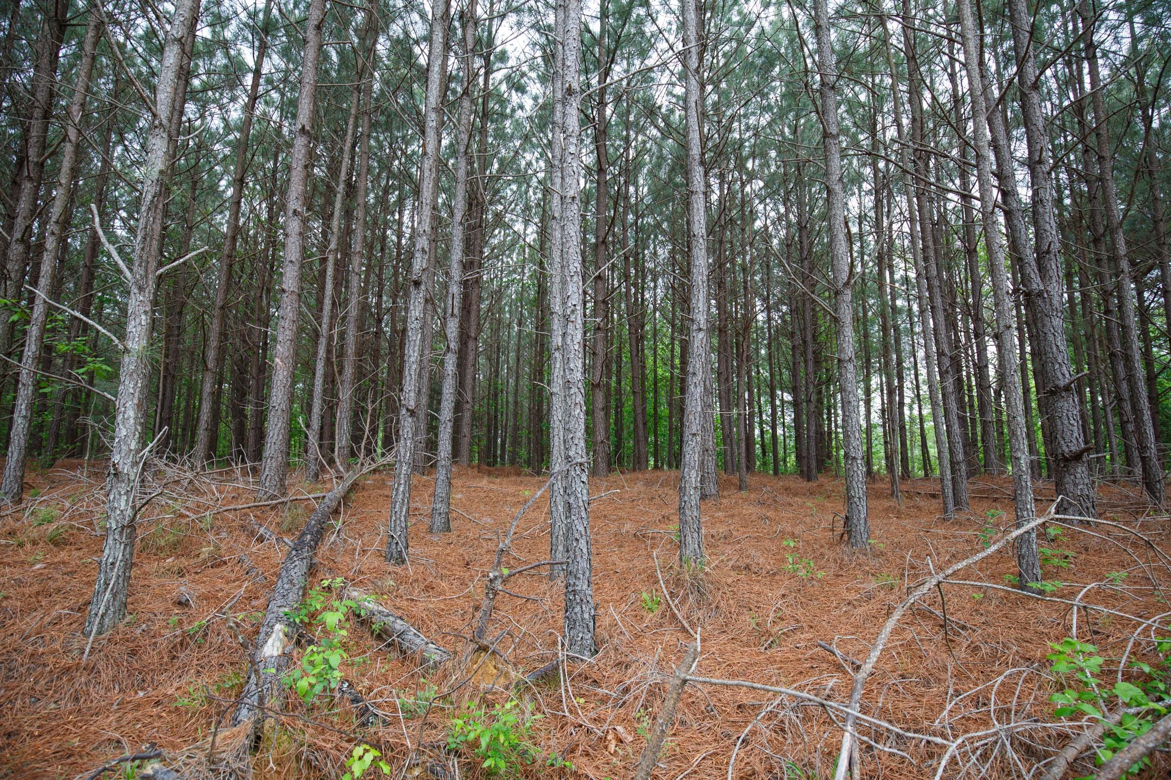 Red Barn Ranch Tract 6 photo 3