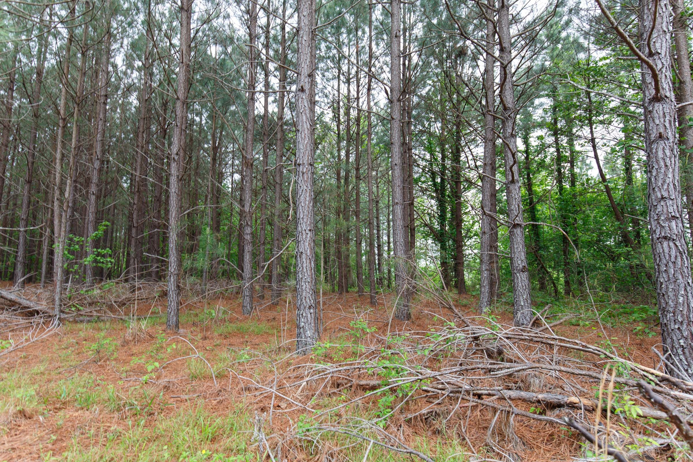 Red Barn Ranch Tract 6 photo 5