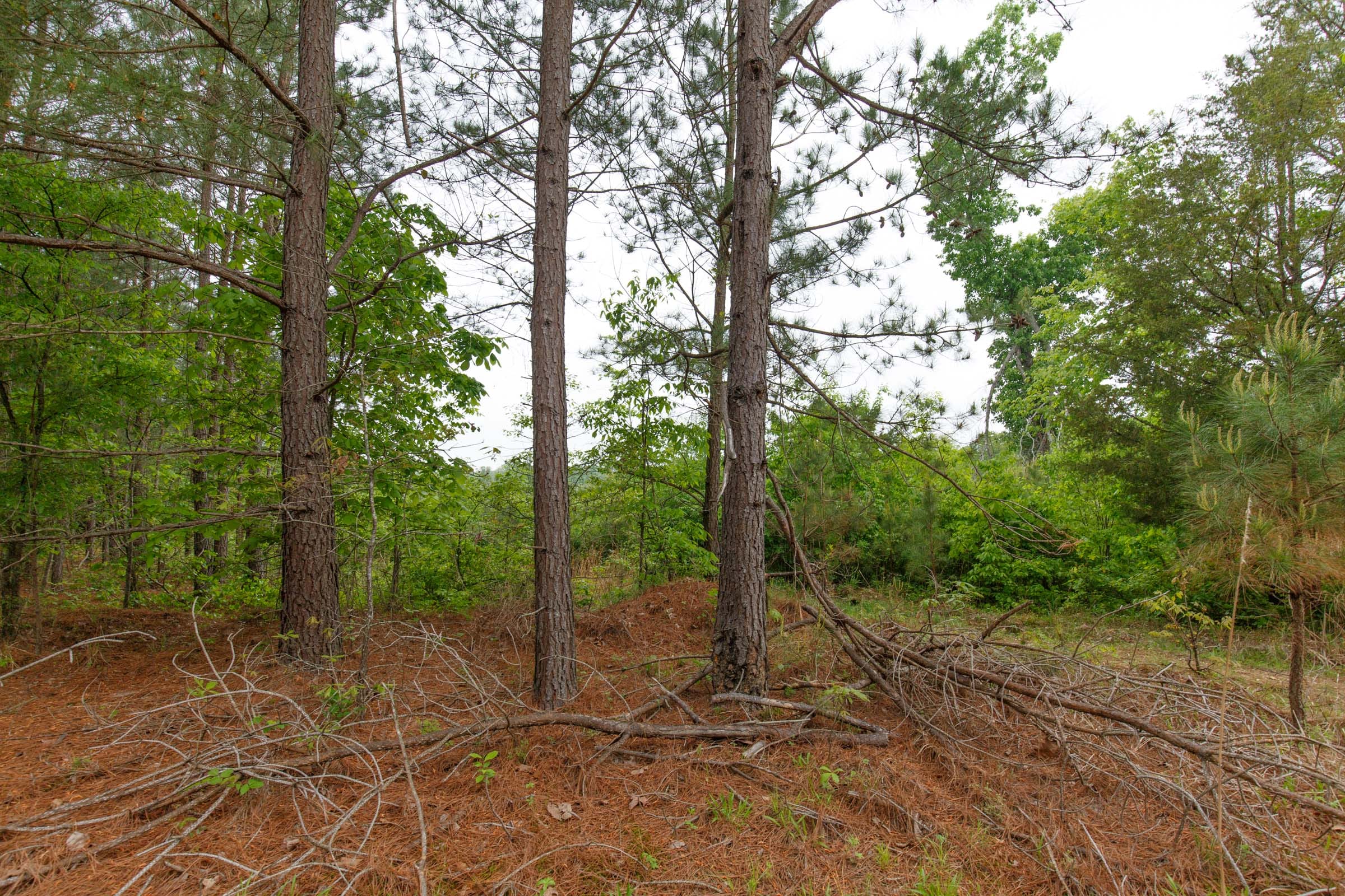 Red Barn Ranch Tract 6 photo 6