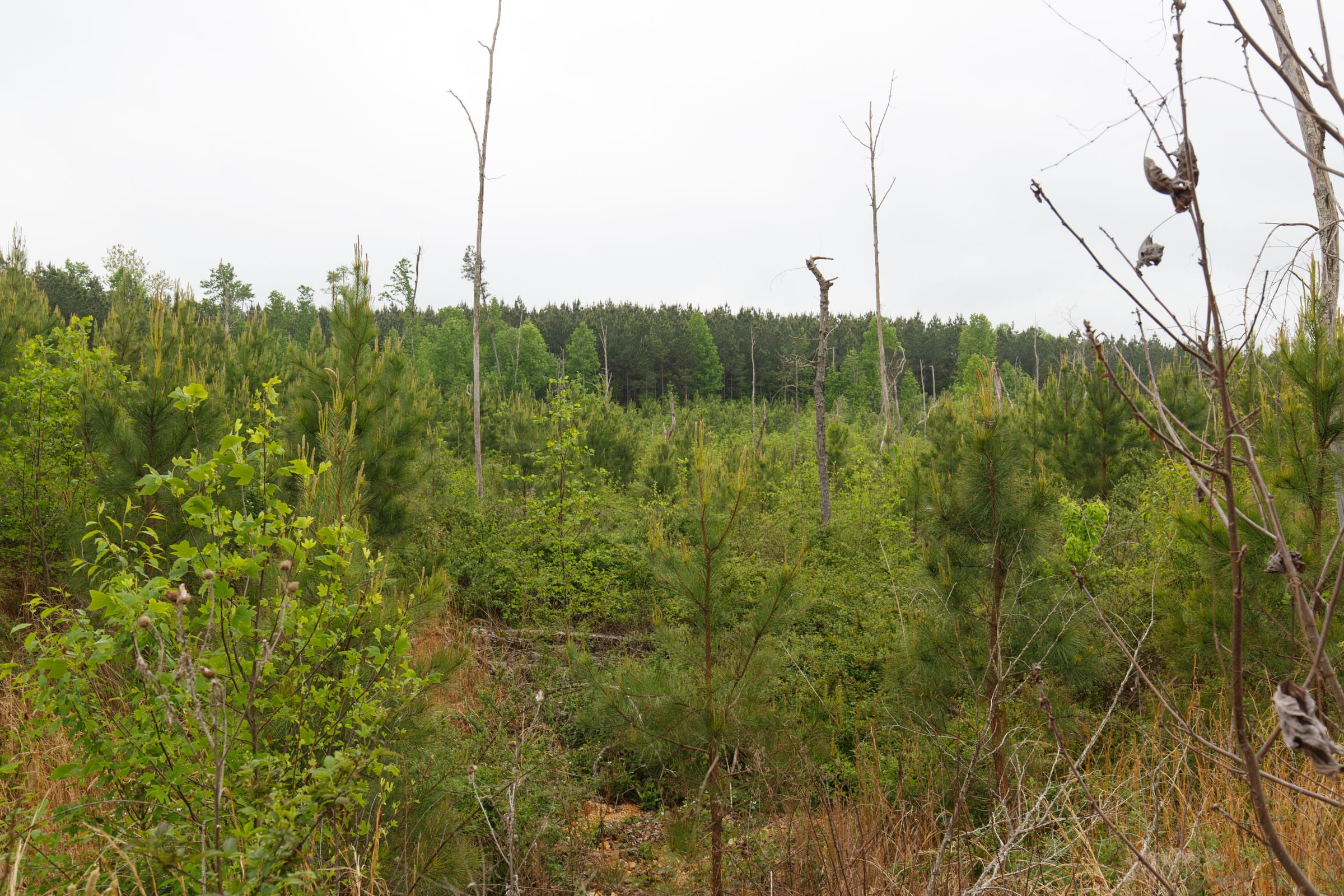Red Barn Ranch Tract 6 photo 9