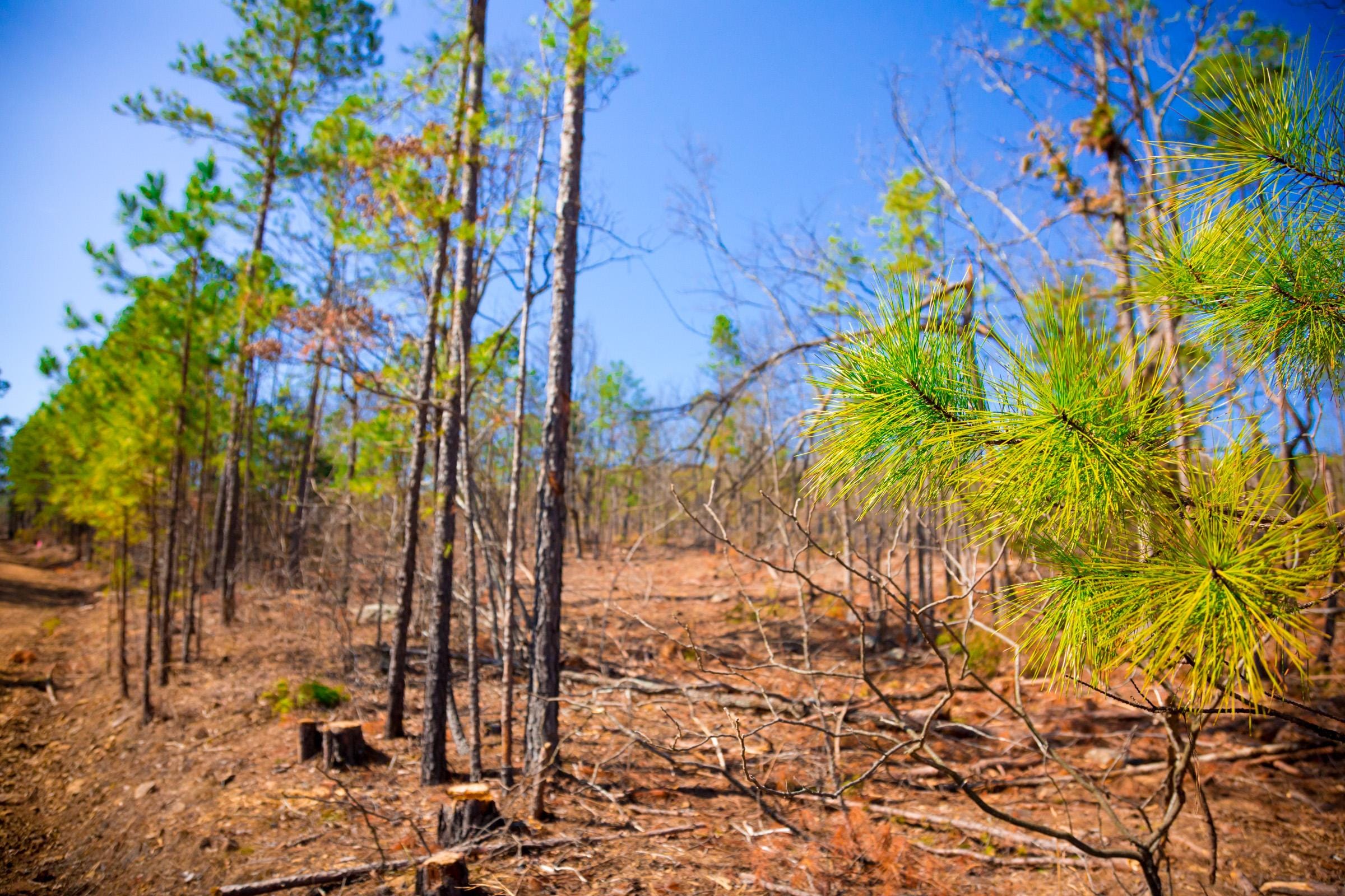 Stone Creek Phase II Tract 118 photo 4