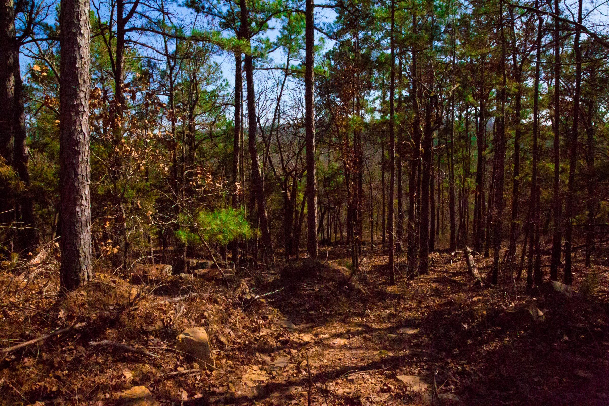 Stone Creek Phase II Tract 118 photo 8
