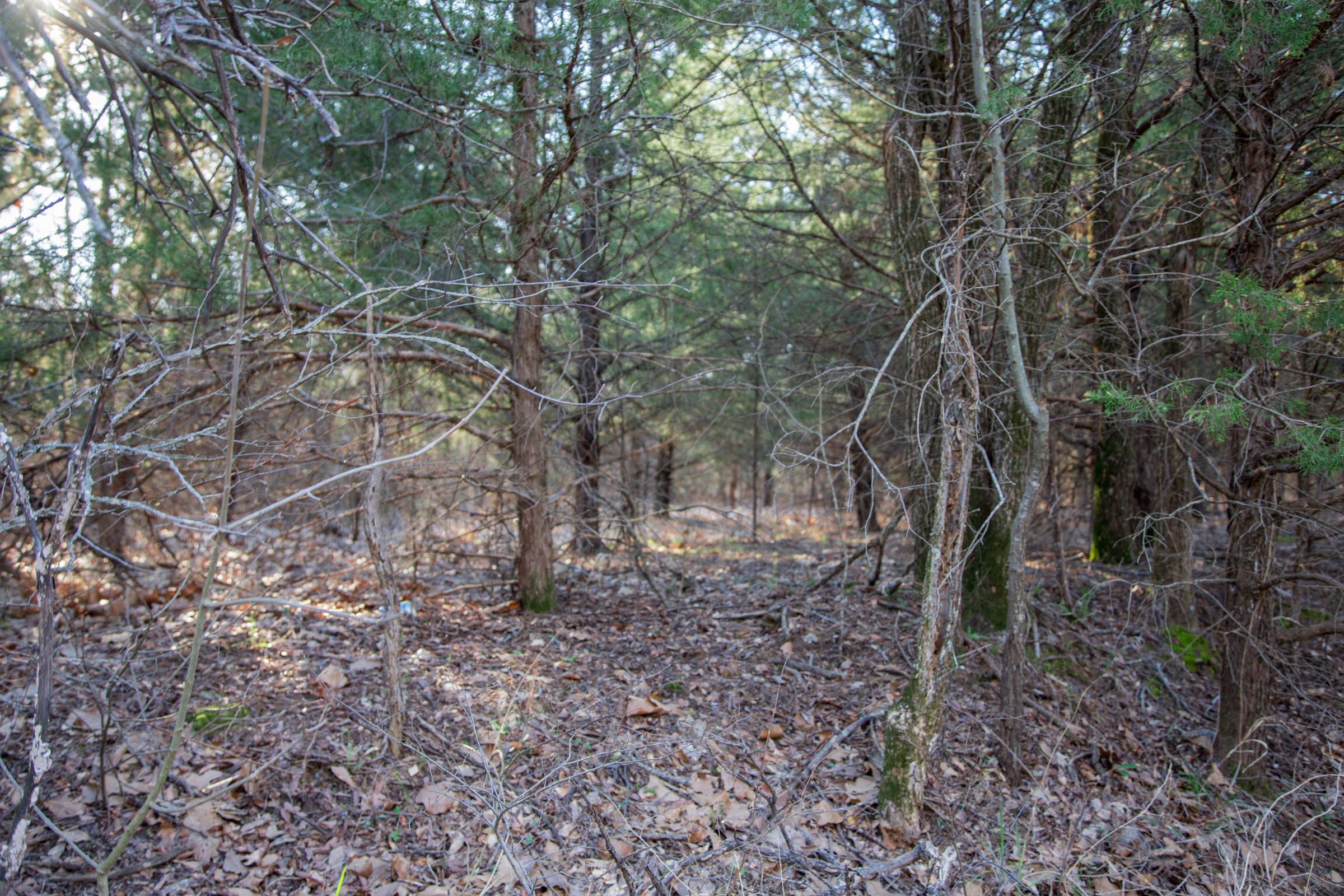 Eufaula Cove Tract 25 photo 3