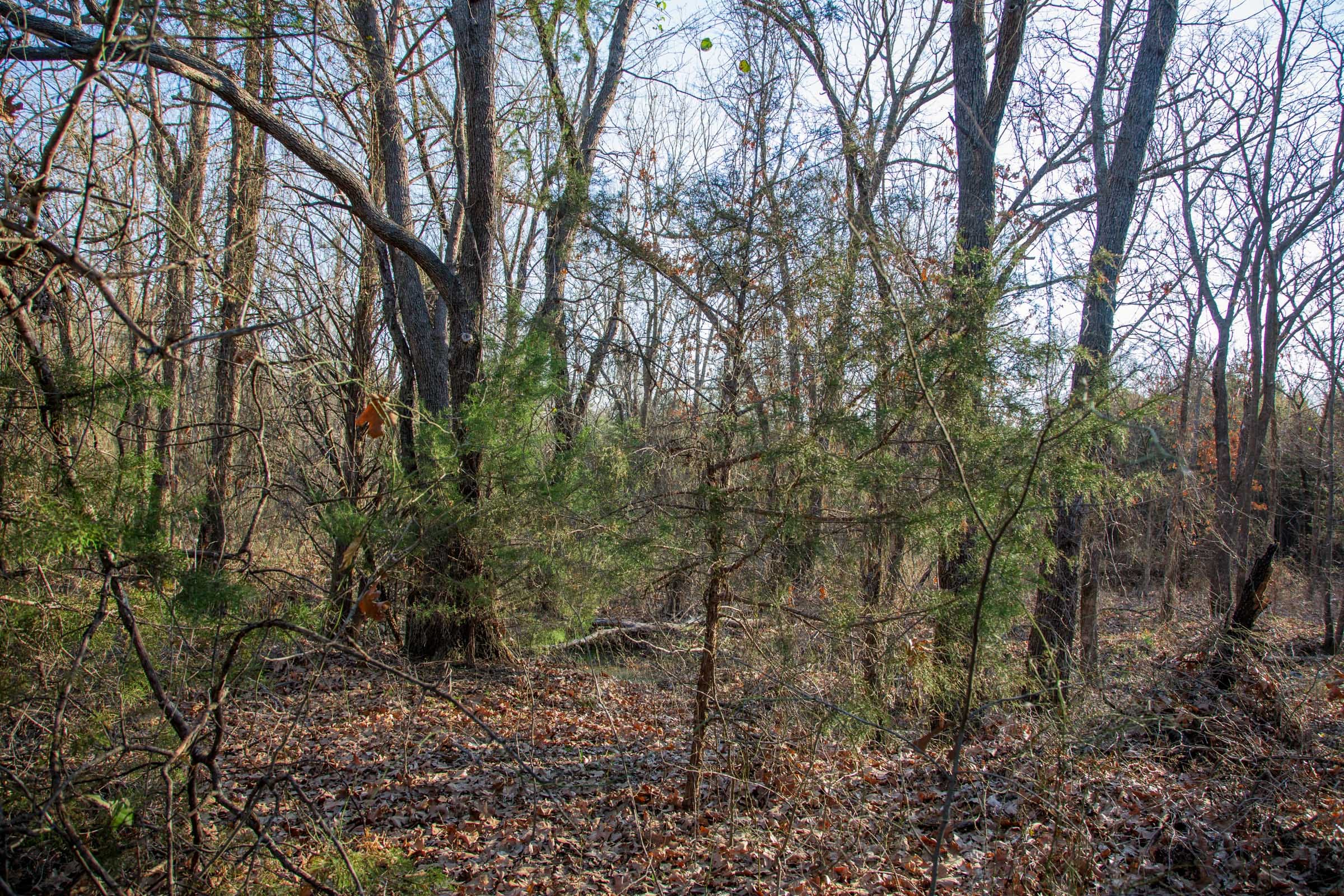 Eufaula Cove Tract 25 photo 6