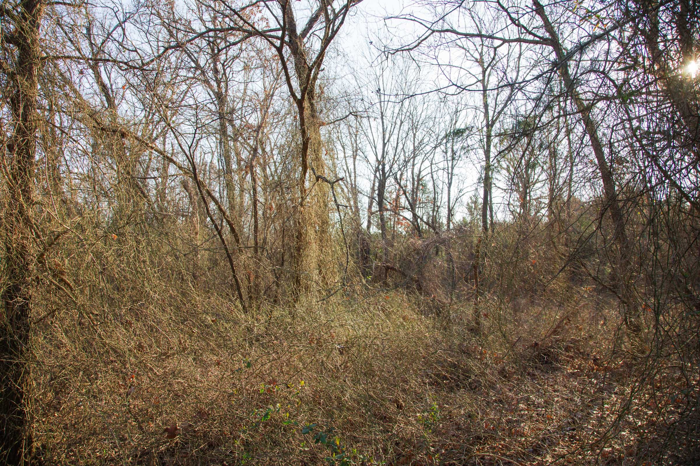 Eufaula Cove Tract 25 photo 8