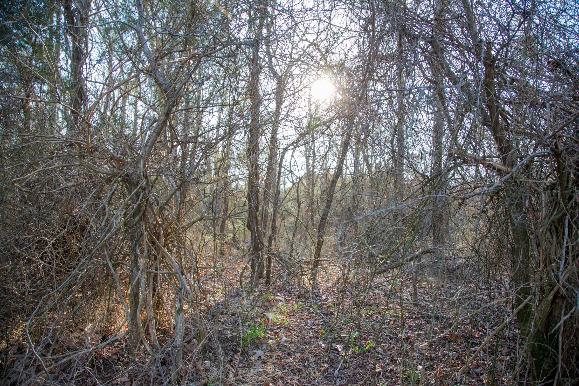 Eufaula Cove Tract 25 photo 9