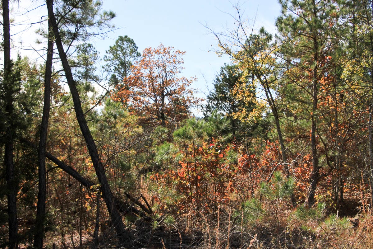 Stone Creek Phase III Tract 31 photo 4