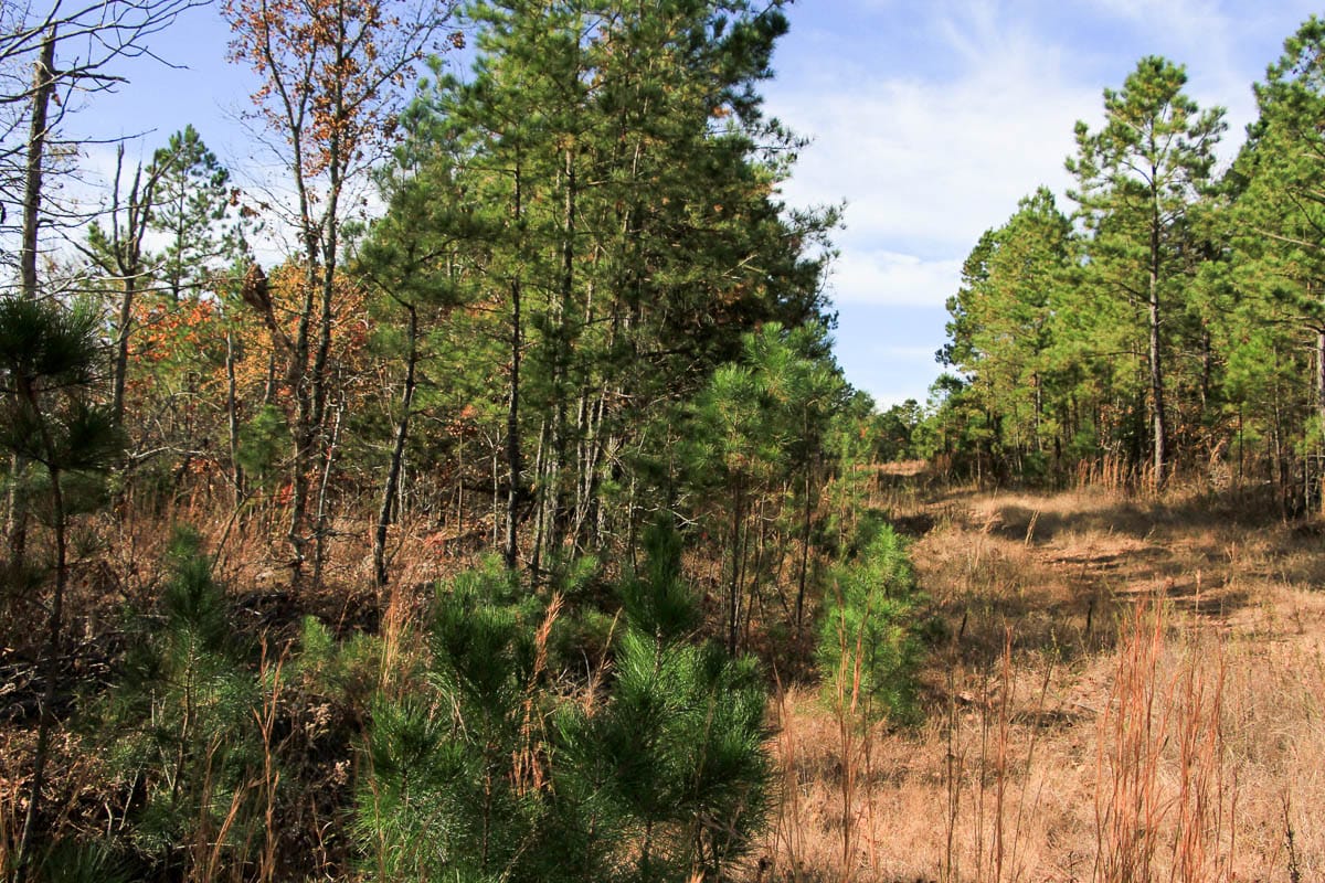 Stone Creek Phase III Tract 31 photo 7