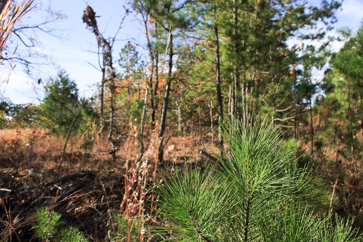Stone Creek Phase III Tract 31 photo 8