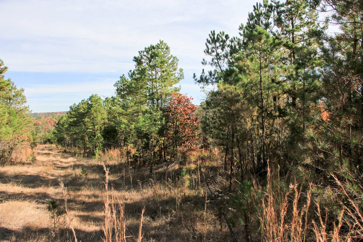 Stone Creek Phase III Tract 31 photo 9