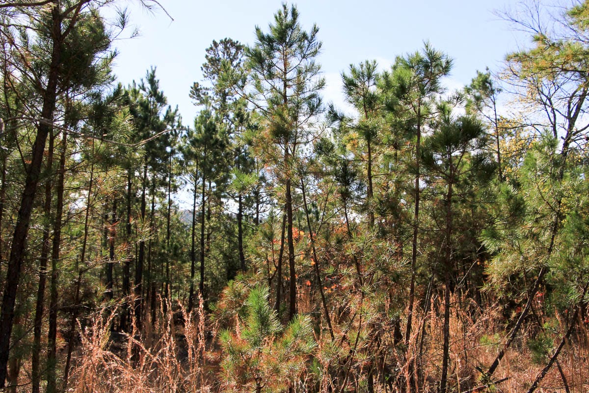 Stone Creek Phase III Tract 31 photo 10