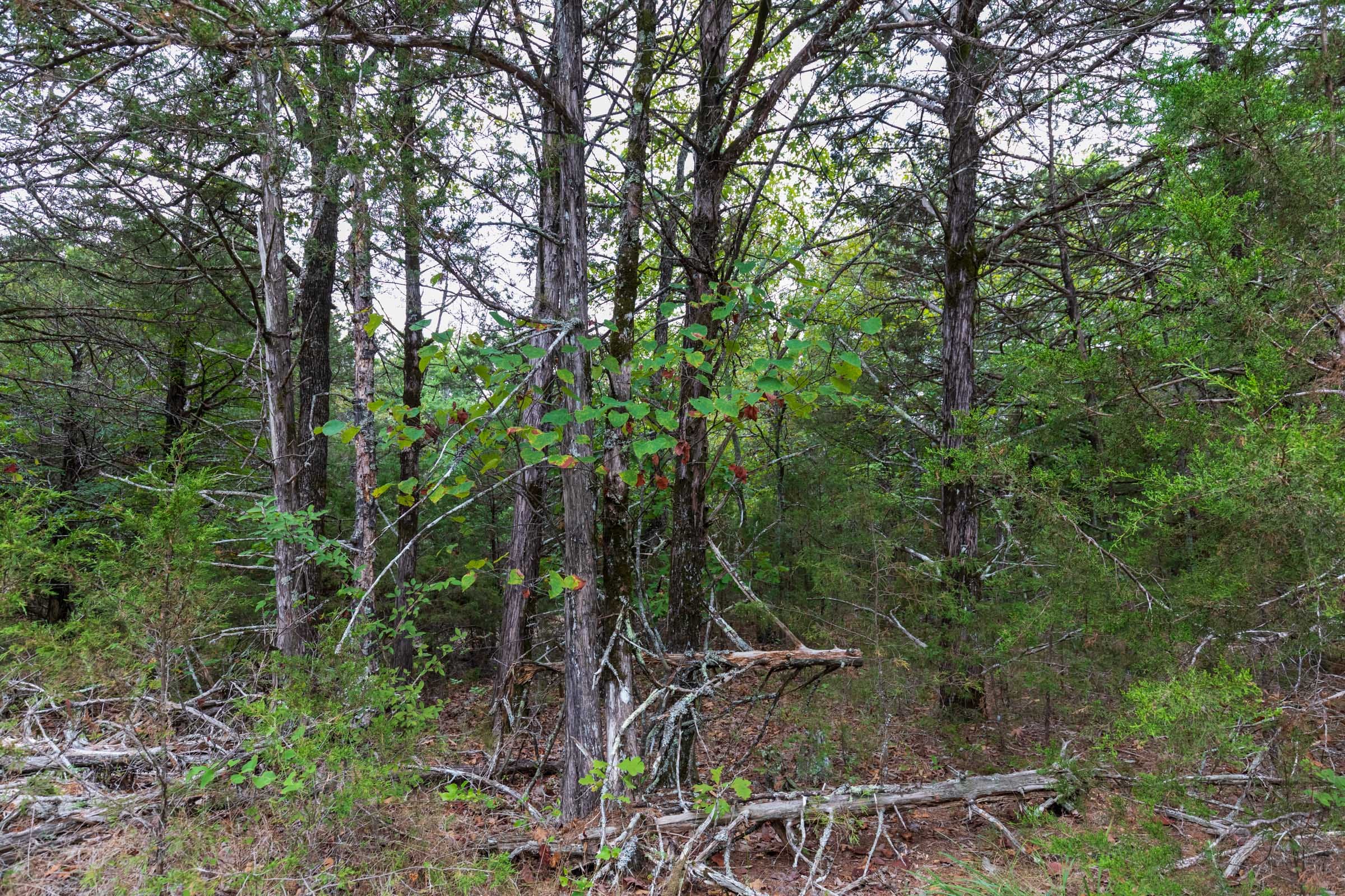 Heritage Bend Tract 38 photo 8