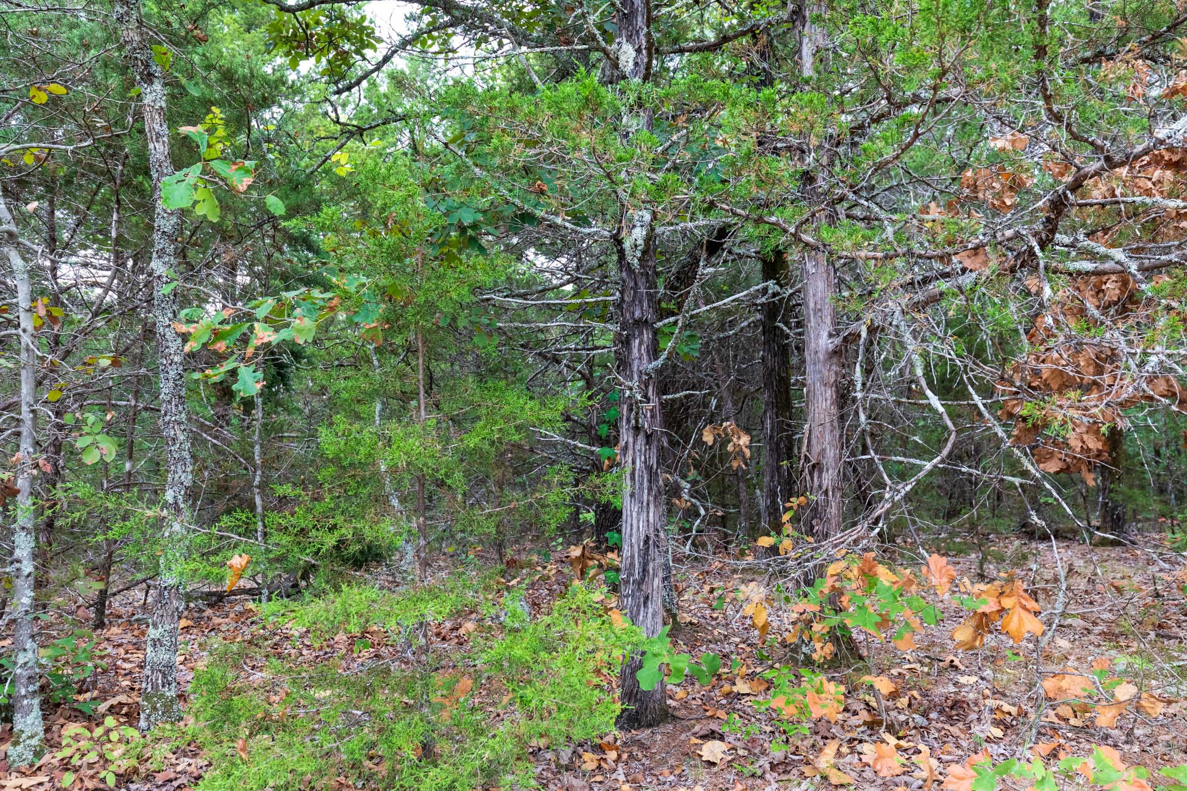 Heritage Bend Tract 38 photo 13