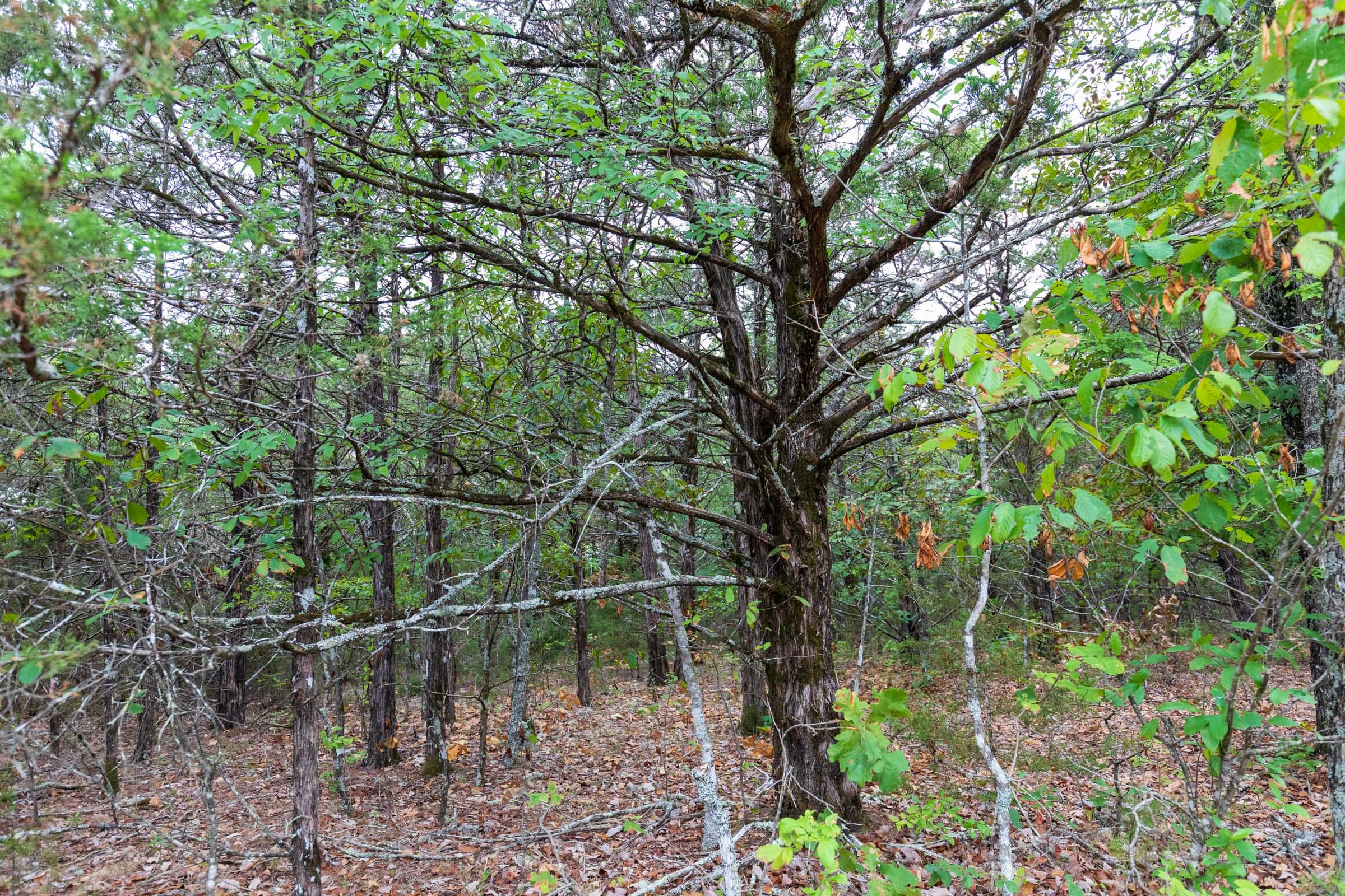 Heritage Bend Tract 38 photo 14