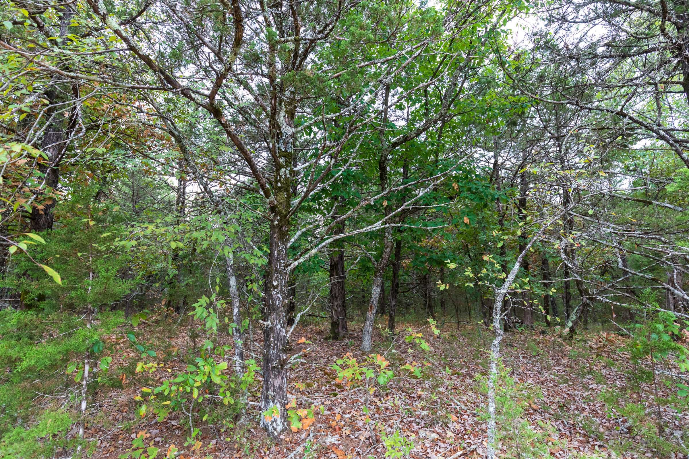 Heritage Bend Tract 38 photo 16