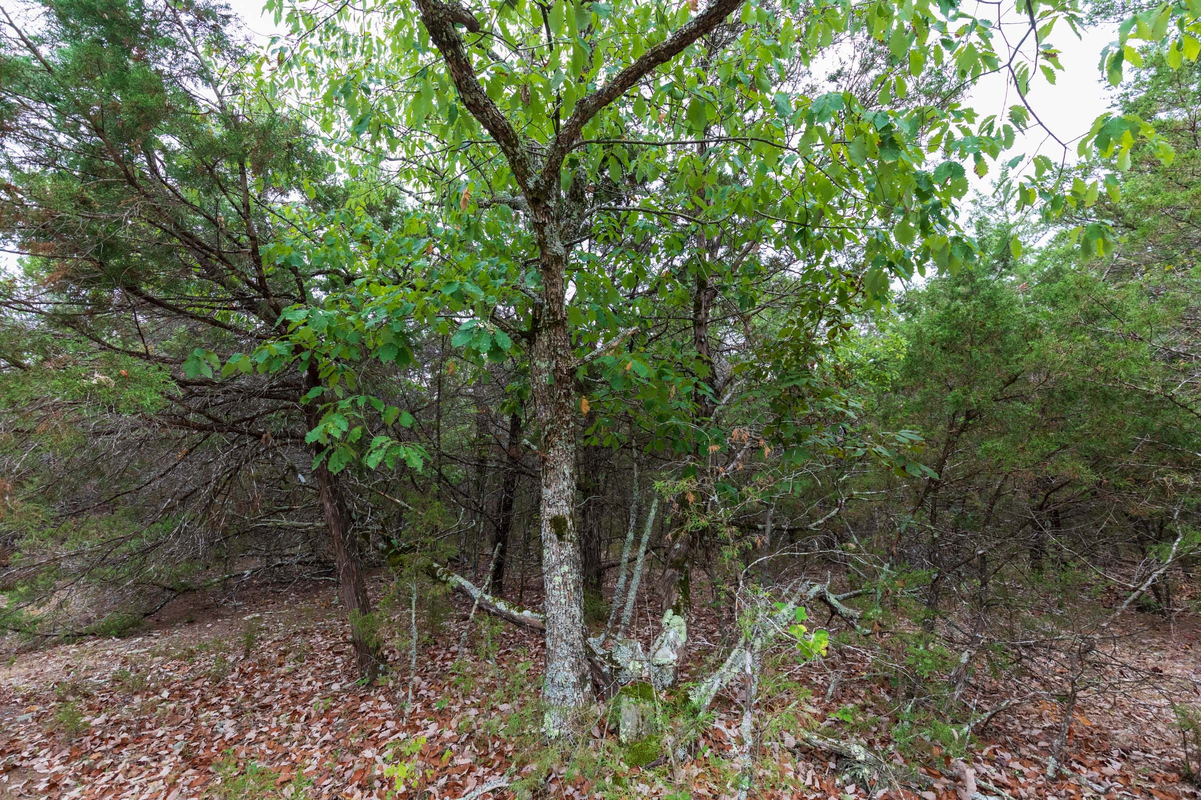 Heritage Bend Tract 38 photo 18